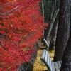 秋のベンチ