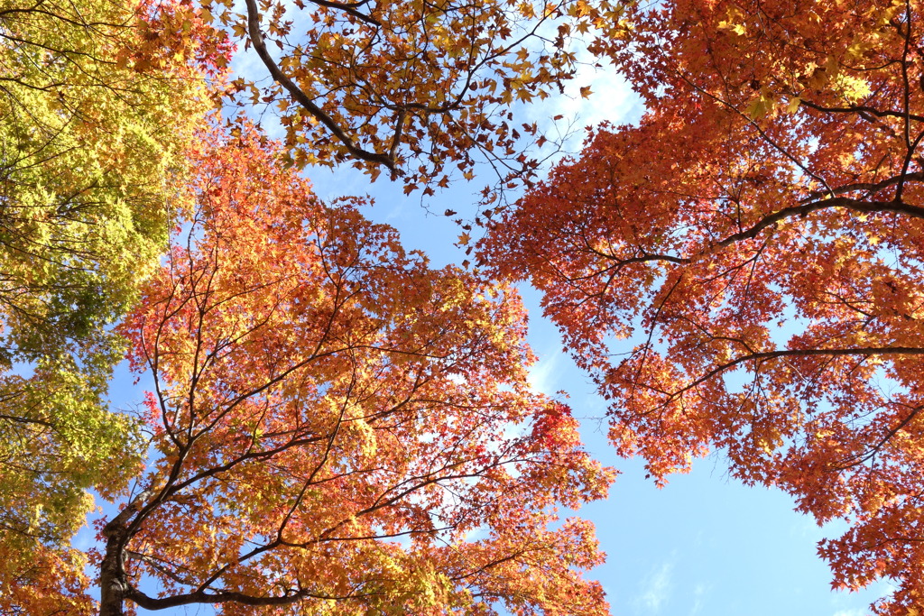 軽井沢見晴台の紅葉　3