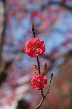 山里の春　2