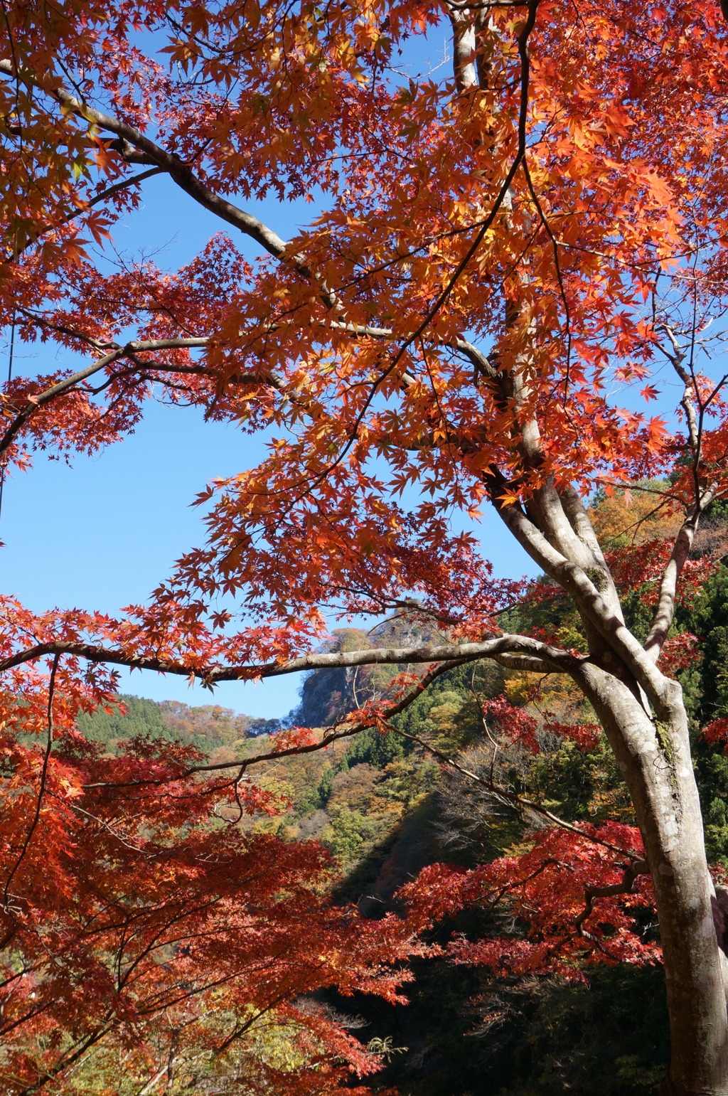 渓流の紅葉