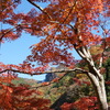 渓流の紅葉