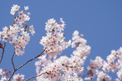 桜　青空　2