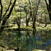 雲場池の新緑