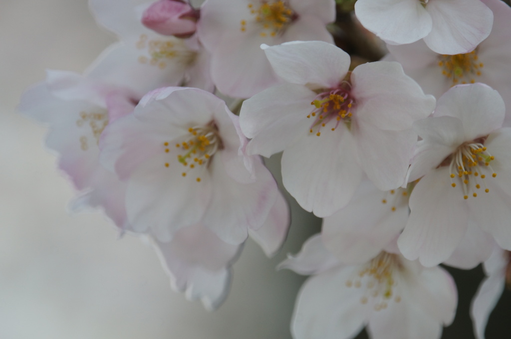 桜のやさしさ