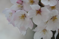 桜のやさしさ