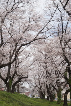 公園の桜　2