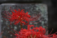 彼岸花　３