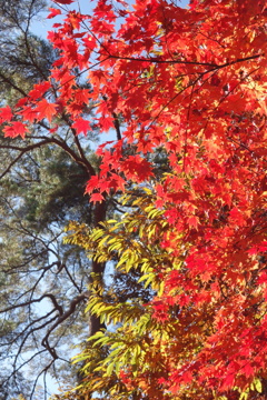 軽井沢の紅葉　高原教会にて