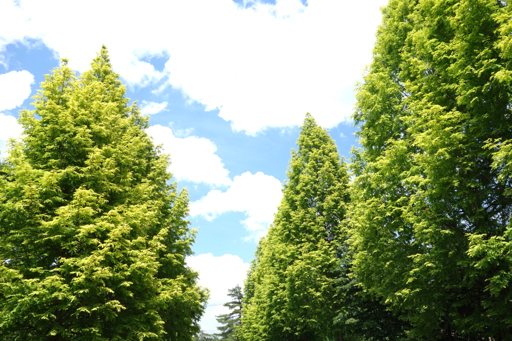 南軽井沢の緑