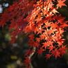紅葉　1