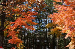 軽井沢紅葉便り