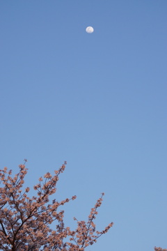 桜と月　3