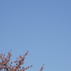 桜と月　3