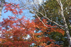 軽井沢　雲場池の紅葉　4
