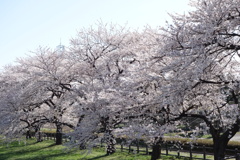 桜並木1　ぐりーんふらわー牧場大胡にて