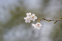 桜のやさしさ　2