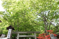 新緑の熊野神社