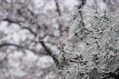 桜と松の木　雪降る景色