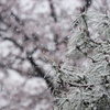桜と松の木　雪降る景色