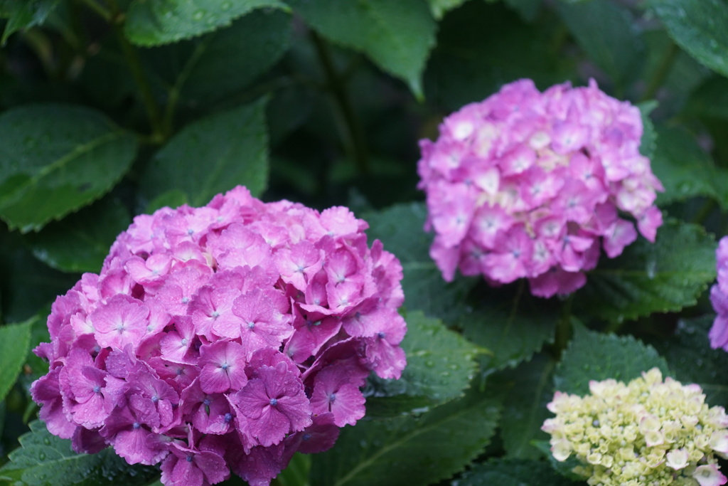 雨に濡れた紫陽花　２
