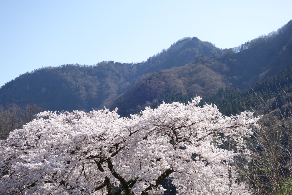 桜　妙義山　横川駅にて