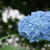 紫陽花　水色