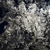 夜桜