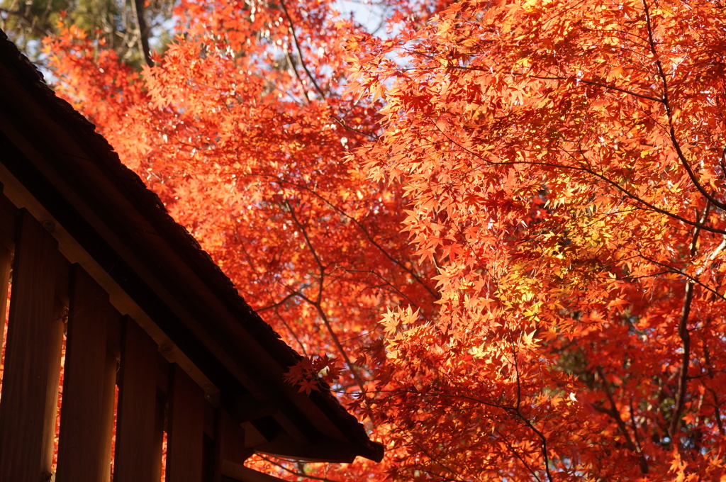 紅葉