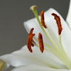 ユリの花　2