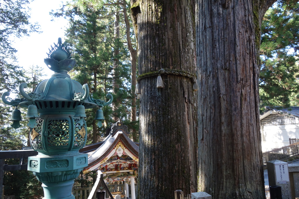 三峰神社　御神木