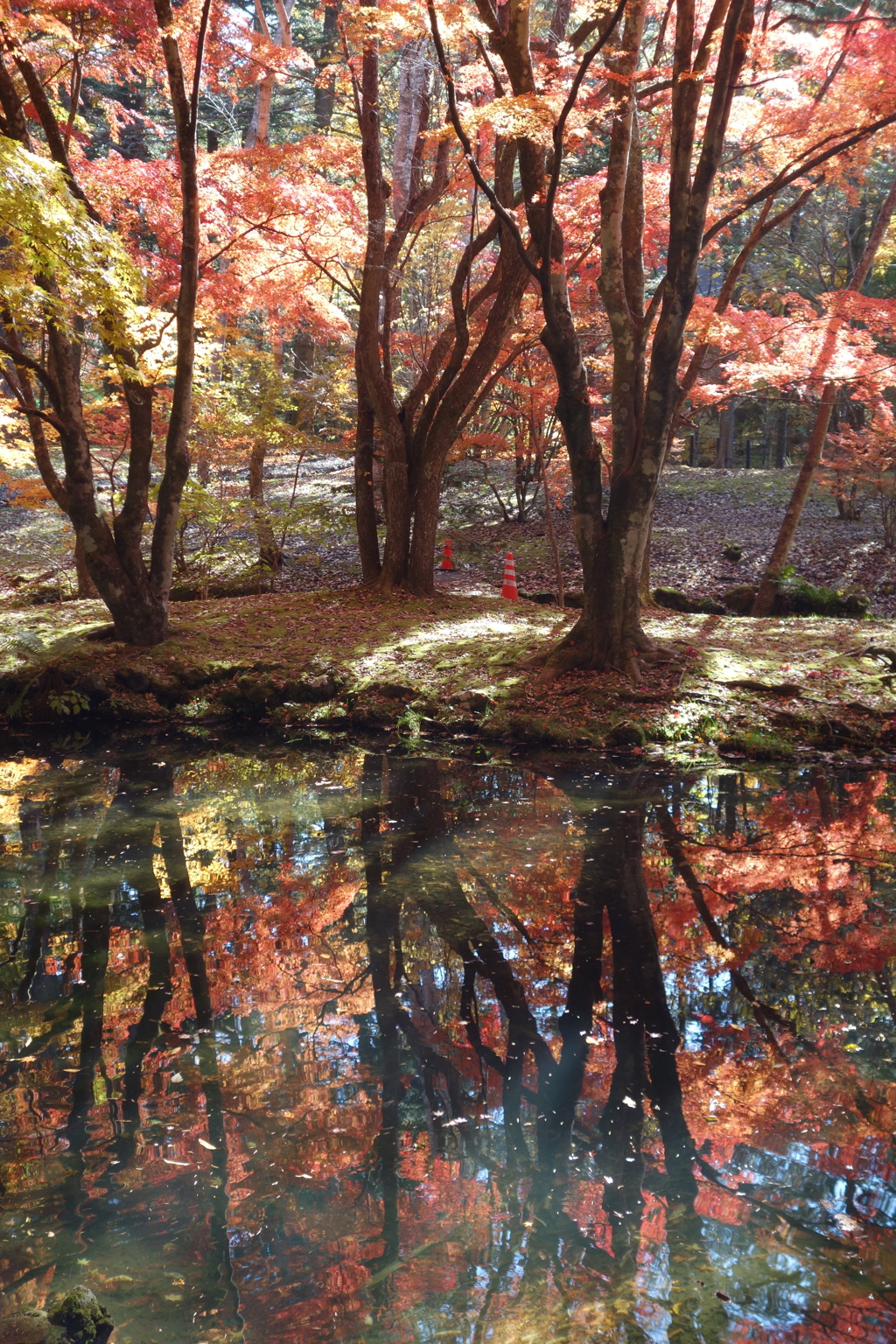 軽井沢　雲場池　水に映る紅葉　