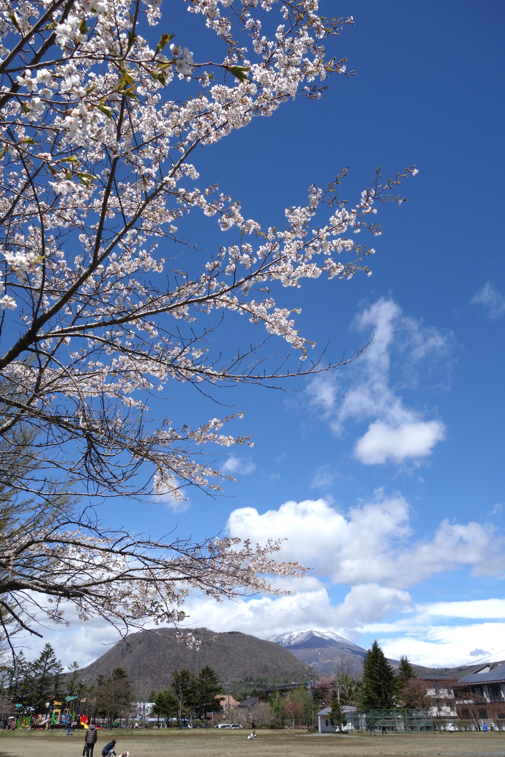 軽井沢で見つけた桜