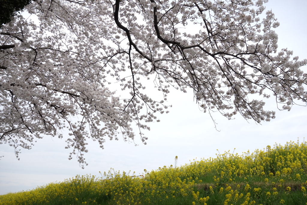 桜と菜の花　利根川サイクリングロードにて