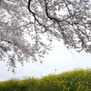 桜と菜の花　利根川サイクリングロードにて