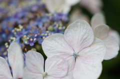 紫陽花