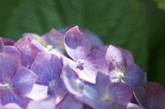 紫陽花のやさしさ