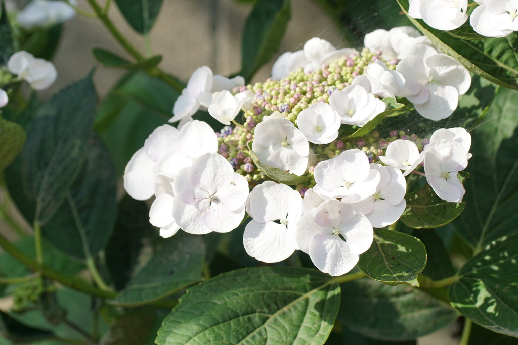 庭の紫陽花　5