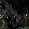 来宮神社の大楠　1