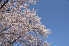 桜　青空