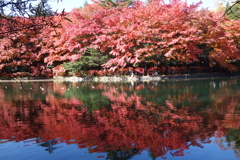軽井沢　雲場池の紅葉　2