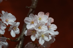 夜桜　3