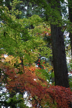 宝登山神社　紅葉　4