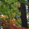 宝登山神社　紅葉　4