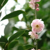 梅の花