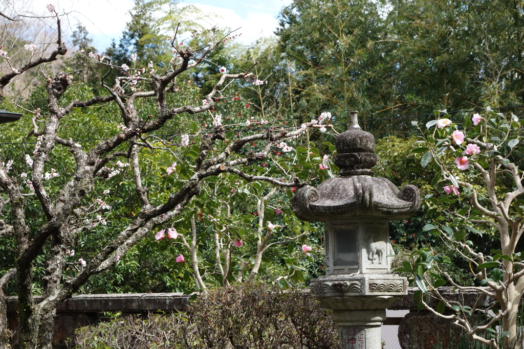 大山で見つけた春