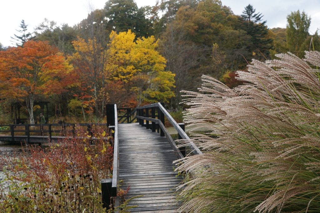 軽井沢の紅葉　レイクニュータウン