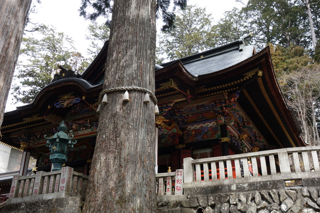 三峰神社　御神木