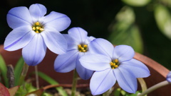 小さな花の世界　ニラ草