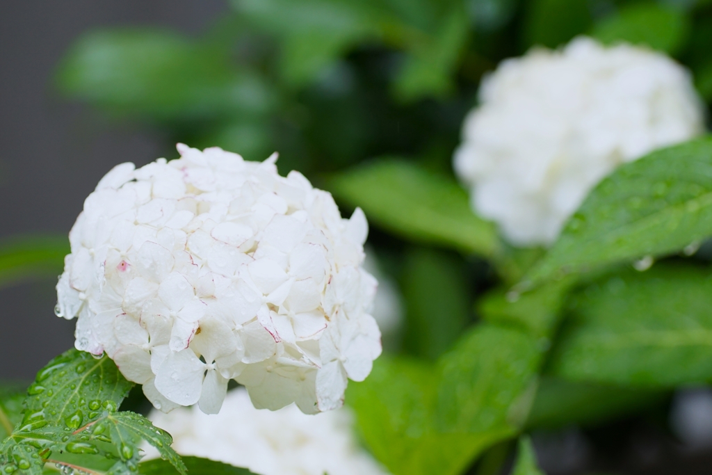 白い紫陽花　2