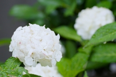 白い紫陽花　2